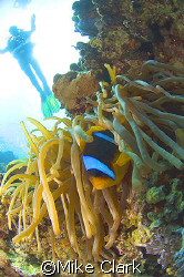 CFWA Clownfish and anemone, whith diver in background.
B... by Mike Clark 